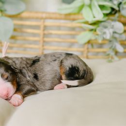 Skipper - Merle female Bernedoodle puppy in Spanish Fork, Utah from K Brand Doodles