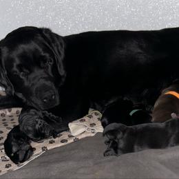Labrador Retriever puppies from Hossrun Labradors