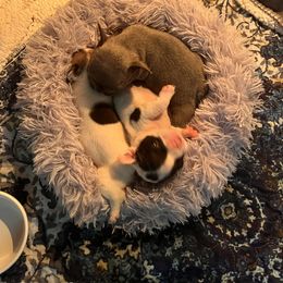 French Bulldog Puppies from Rockstar Kennel