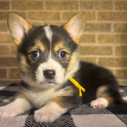 Yellow-Black Tri Female - Black and tan female Pembroke Welsh Corgi puppy in Mcarthur, Ohio from Bentley Corgis LLC