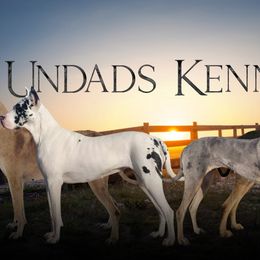 Great Danes from UNDAD'S KENNELS