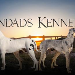 Great Danes from UNDAD'S KENNELS