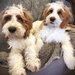 Labradoodle Puppies from Tyson's Farm Doodles