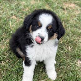 Cherry pie - Black tri female Miniature American Shepherd puppy in Groesbeck, Texas from Epic Miniature American Shepherds