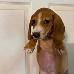 Henry - Piebald male Dachshund puppy in Conroe, Texas from Dots Dachshunds