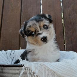 Australian Shepherd Puppies from Huckleberry Hill Aussies LLC.