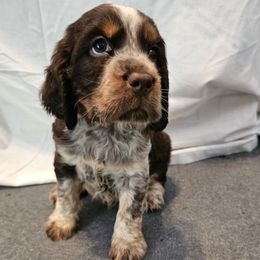 Lime paw collar - Tri-Roan male English Springer Spaniel puppy in Anderson, South Carolina from Hembree Creek Springers