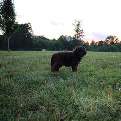 Saint Berdoodle Puppies from Highland Ridge Doodles
