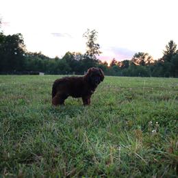 Saint Berdoodle Puppies from Highland Ridge Doodles