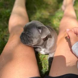 Yoda - Blue male Companion Cross puppy in Bath, Michigan from Bailey Family Frenchies