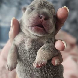 French Bulldog Puppies from LMD Frenchies