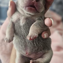 French Bulldog Puppies from LMD Frenchies