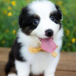 Sneezy - Black tri-color male Australian Shepherd puppy in Georgetown, Texas from River Reign Australian Shepherds