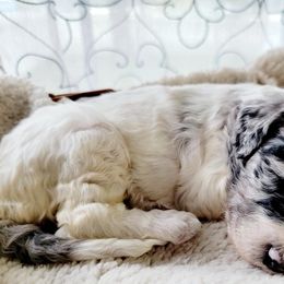 Aussiedoodle Puppies from RiverCity Doodles
