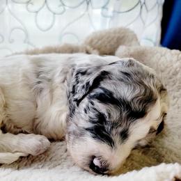 Aussiedoodle Puppies from RiverCity Doodles
