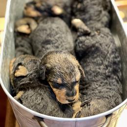 Girl 5 - Airedale Terrier puppy in Branch, Michigan from Aim High Airedales & German Shorthaired Pointers