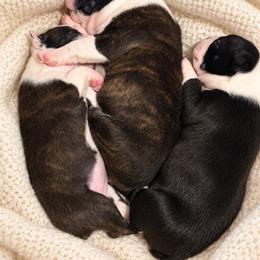Cowgirl - Brindle and white female Boston Terrier puppy in Mascotte, Florida from The DogMother House of Bostons
