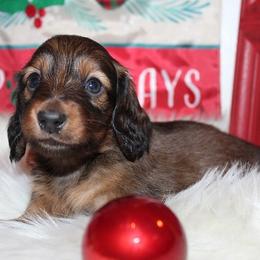 Boy 1 - Red male Dachshund puppy in Craig, Colorado from Rocky Mountain Shih Tzus and Dry Creek Miniature Dachshunds