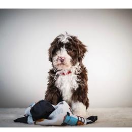 Larry - Brown and white male Bernedoodle puppy in Caldwell, Idaho from Boise Doodle Co.
