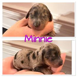 Minnie - Dapple female Dachshund puppy in Aragon, Georgia from Daschunds Unlimited