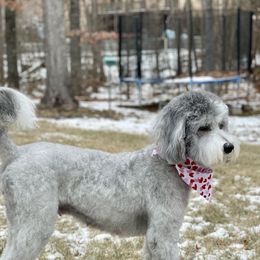 Willow - Sheepadoodle