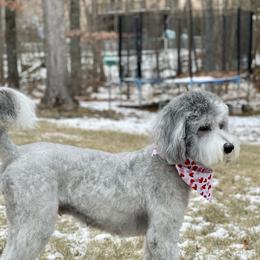 Willow - Sheepadoodle