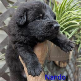 Nando - Bi-color male German Shepherd puppy in Olean, New York from F&B Kennels
