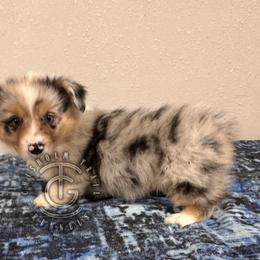 Tucker - Blue merle and white male American Corgi puppy in Hico, Texas from Chisholm Trail Kennels