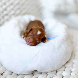 Draco - Red  male Goldendoodle puppy in Springville, Utah from Happy Doodle