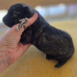 Eclipsa - Black and silver female Keeshond puppy in Logan, Ohio from Hocking Hills Keeshonds