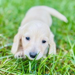 Mr. Green - Cream male Dachshund puppy in Clarksville, Tennessee from Lala’s Pups