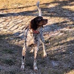 Chessie - Llewellin Setter