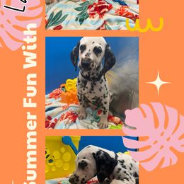 AKC LUA Lazlo - White and black male Dalmatian puppy in Euless, Texas from 101 Dew Dream Valley Dalmatians