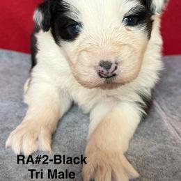 RA2 - Black tri-color male Australian Shepherd puppy in Ada, Ohio from Windy Hill Aussies
