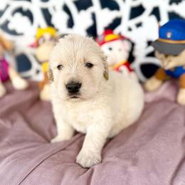 Marshall - Light golden male Golden Retriever puppy in Oregon from Bliss Retrievers