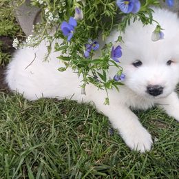 Samoyed Puppies from Carriage Court Kennels