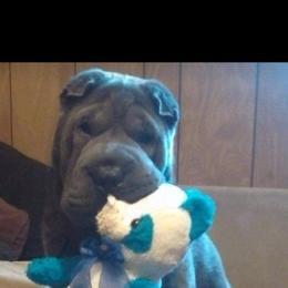 Chinese Shar-Pei Puppies from Ola & Olivia's Shar Pei