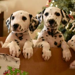 Dalmatian and Labrador Retriever Puppies from ECMO Farm Dalmatians & ECMO Farm Fox Red Labs