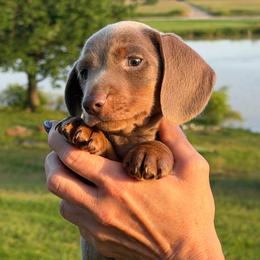 Beau - Fawn (isabella) and tan male Dachshund puppy in Skiatook, Oklahoma from Little Weiner Ranch