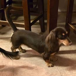 Simone - Dachshund