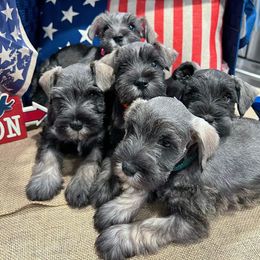 Miniature Schnauzer Puppies from Timeless Miniature Schnauzers