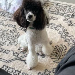 Fancy - Poodle