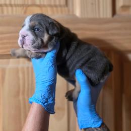 Carly - Blue tri-color female Bulldog puppy in Angelica, New York from Snapp Valley Bulldogs