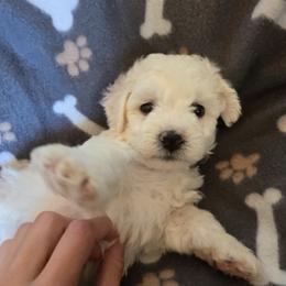 Bichon Frise Puppies from Beloved Bichon