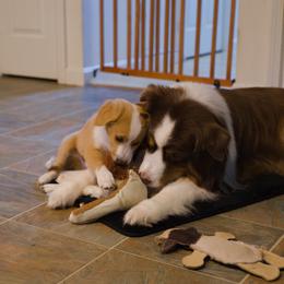 English Shepherd Puppies from Quixotic Shepherds
