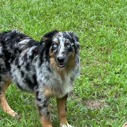 Hunky Dunky - Blue merle male Australian Shepherd puppy in Albertville, Alabama from Salt Creek Aussies