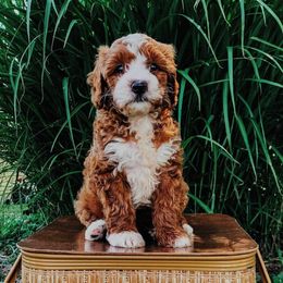 Cavapoo and Goldendoodle Puppies from Lake Cumberland Doodle Farm