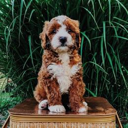Cavapoo and Goldendoodle Puppies from Lake Cumberland Doodle Farm