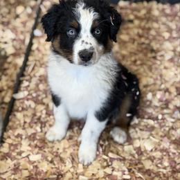 Anchor - Black tri-color male Australian Shepherd puppy in Niles, Michigan from Tara's Australian Shepherds