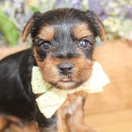Teddy - Black and tan male Yorkshire Terrier puppy in Hugo, Oklahoma from Ann R.